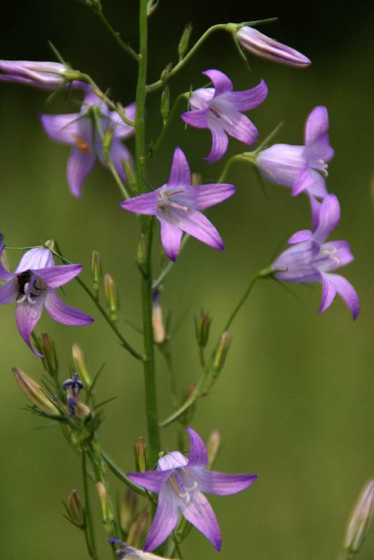 Unser Orchideenpark Bild Nr.093